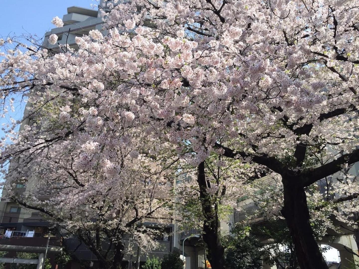 Building A101 / Vacation Stay 1275 Tōkyō Extérieur photo